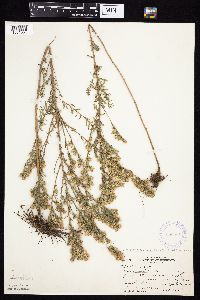 Symphyotrichum ericoides image