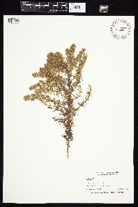 Symphyotrichum ericoides image