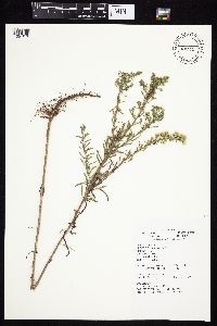 Symphyotrichum ericoides image