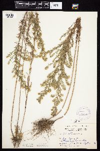 Symphyotrichum ericoides image