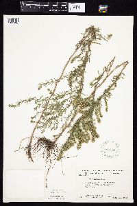 Symphyotrichum ericoides image