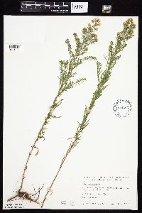 Symphyotrichum ericoides image