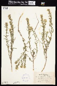 Symphyotrichum ericoides image