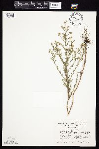 Symphyotrichum ericoides image