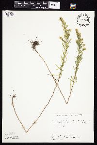 Symphyotrichum ericoides image