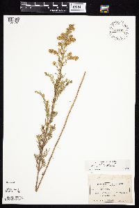 Symphyotrichum ericoides image