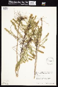 Symphyotrichum ericoides image