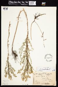Symphyotrichum ericoides image