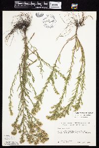 Symphyotrichum ericoides var. ericoides image
