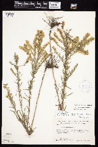 Symphyotrichum ericoides var. ericoides image