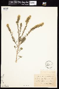 Symphyotrichum ericoides var. ericoides image