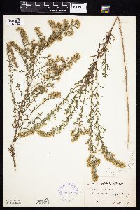 Symphyotrichum ericoides var. ericoides image