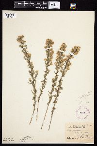 Symphyotrichum ericoides var. ericoides image