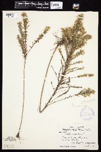 Symphyotrichum ericoides var. ericoides image