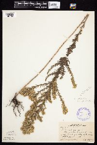 Symphyotrichum ericoides var. ericoides image