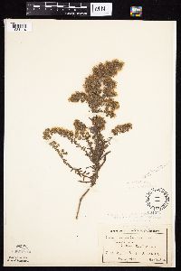Symphyotrichum ericoides var. ericoides image