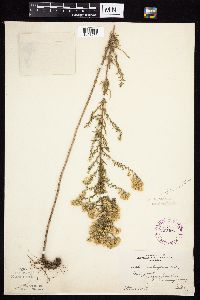 Symphyotrichum ericoides var. ericoides image