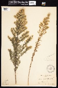Symphyotrichum ericoides var. ericoides image