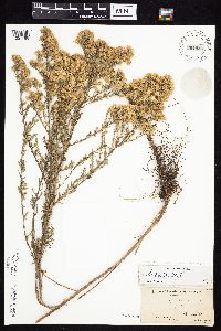Symphyotrichum ericoides var. ericoides image