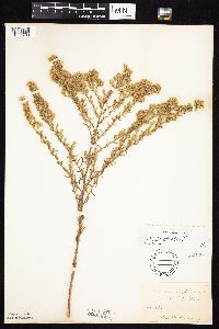 Symphyotrichum ericoides var. ericoides image
