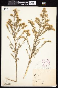 Symphyotrichum ericoides var. ericoides image