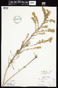 Symphyotrichum ericoides var. ericoides image