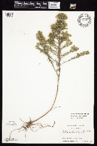 Symphyotrichum ericoides var. ericoides image