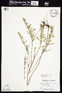 Symphyotrichum ericoides var. ericoides image