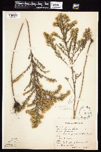 Symphyotrichum ericoides var. ericoides image