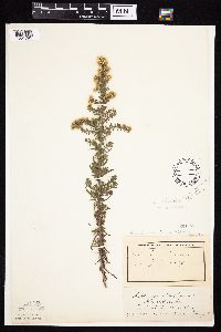 Symphyotrichum ericoides var. ericoides image