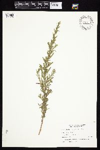 Symphyotrichum ericoides var. ericoides image