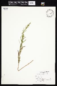 Symphyotrichum ericoides var. ericoides image