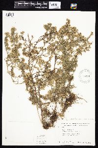 Symphyotrichum ericoides var. ericoides image