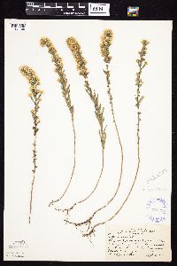 Symphyotrichum ericoides var. ericoides image