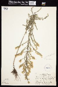 Symphyotrichum ericoides var. ericoides image