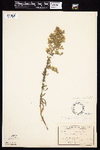 Symphyotrichum ericoides var. ericoides image