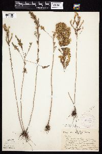 Symphyotrichum ericoides var. ericoides image