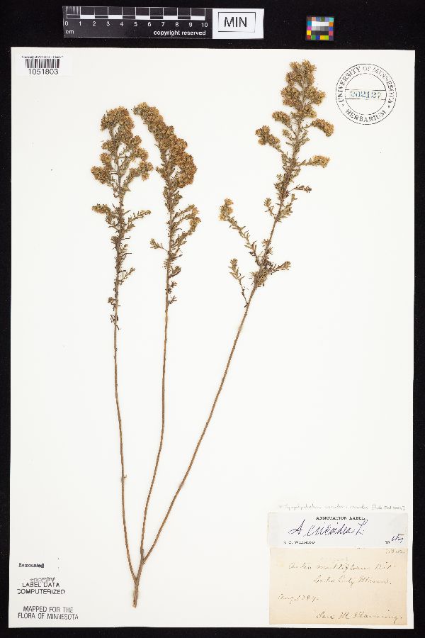 Symphyotrichum ericoides var. ericoides image