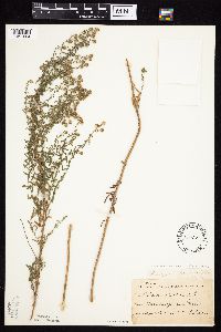 Symphyotrichum ericoides var. ericoides image