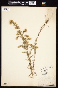 Symphyotrichum ericoides var. ericoides image