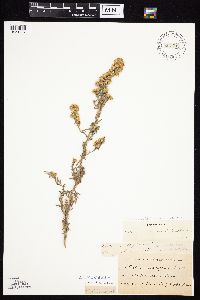 Symphyotrichum ericoides image