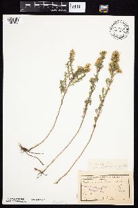 Symphyotrichum falcatum var. commutatum image