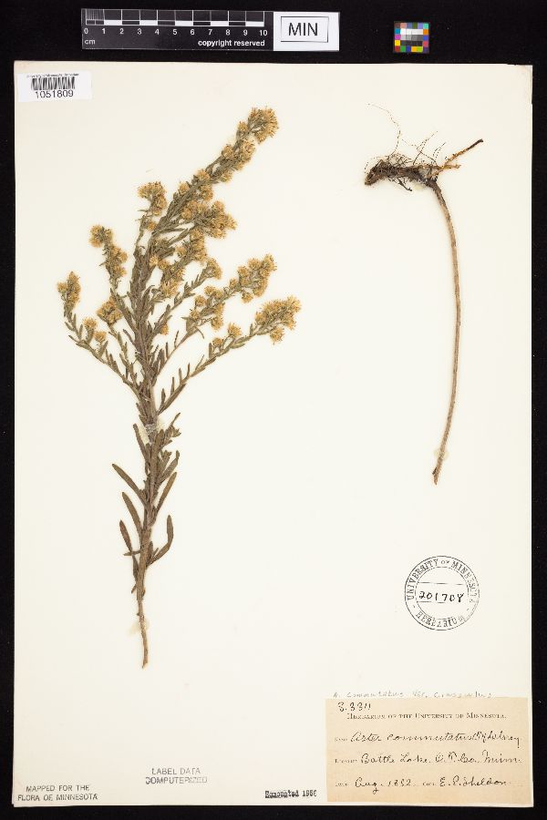 Symphyotrichum falcatum var. commutatum image