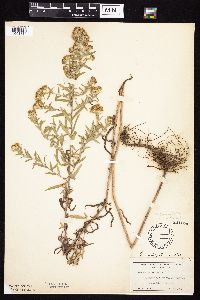 Symphyotrichum falcatum var. commutatum image