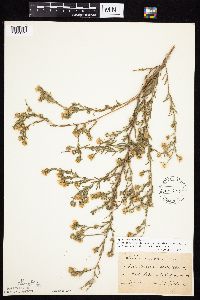 Symphyotrichum falcatum var. commutatum image