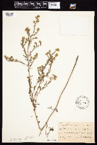 Symphyotrichum falcatum var. commutatum image