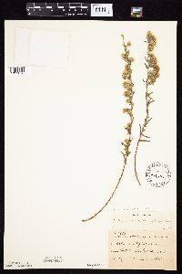 Symphyotrichum falcatum var. commutatum image