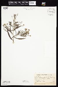Symphyotrichum falcatum var. commutatum image