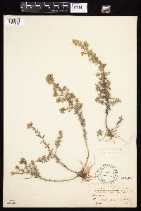 Symphyotrichum falcatum var. commutatum image