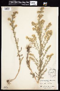 Symphyotrichum falcatum var. commutatum image